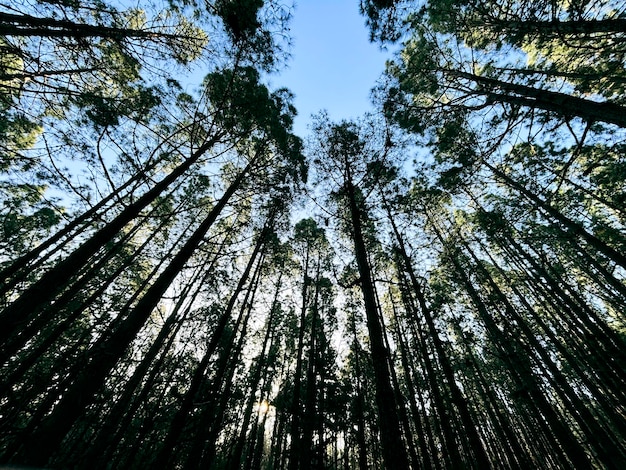 Bos natuur nationaal park schilderachtige achtergrond met hoge bomen en natuur Buiten groen milieu concept Weekendbestemming Reizen landschap plaatsen