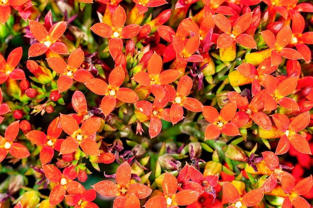 Bos oranje bloemen