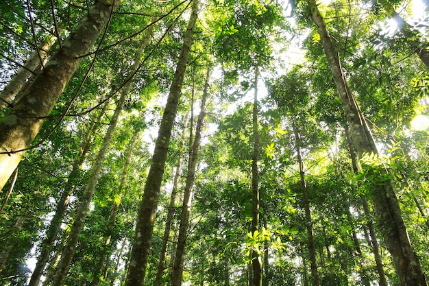 Bos overdag prachtige bomen bossen uitzicht natuur blauwe hemelachtergrond