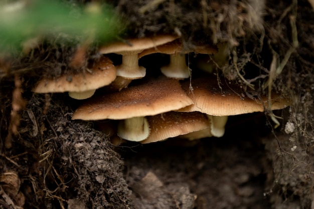 Bos paddenstoelen groeit tussen omgevallen boomwortels