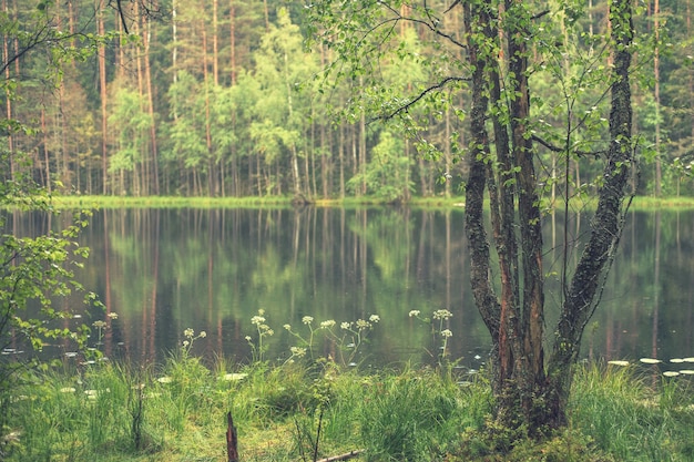 Bos rond het meer reflectie van bomen in water blauwe meren op Naroch