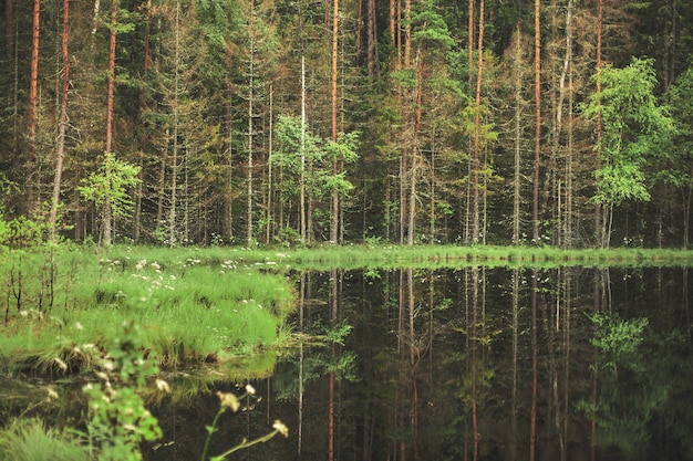 Bos rond het meer reflectie van bomen in water blauwe meren op Naroch