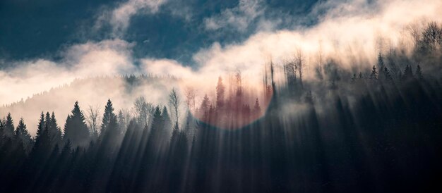 Foto bos tegen de lucht.