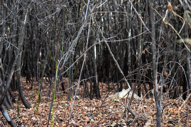 bos uitzicht vallen bruine bladeren in het bos