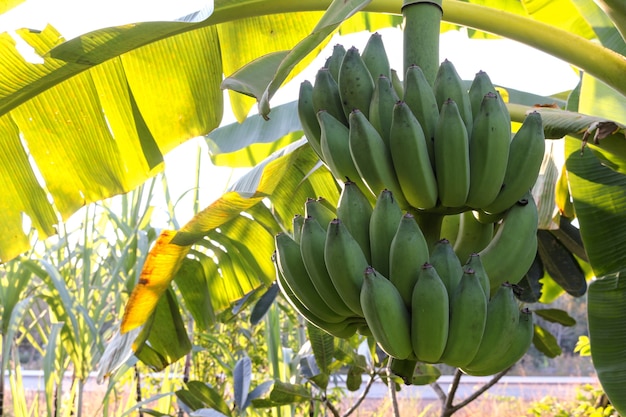 Bos van bananen op plant