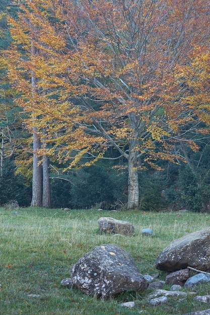 Foto bos van beuken- en dennenbomen in de herfst