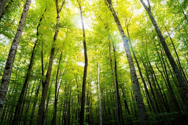 Bos van beuken met het zonlicht op de boomtoppen