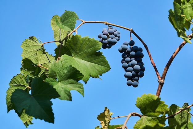 Foto bos van blauwe rijpe druiven op een wijnstok