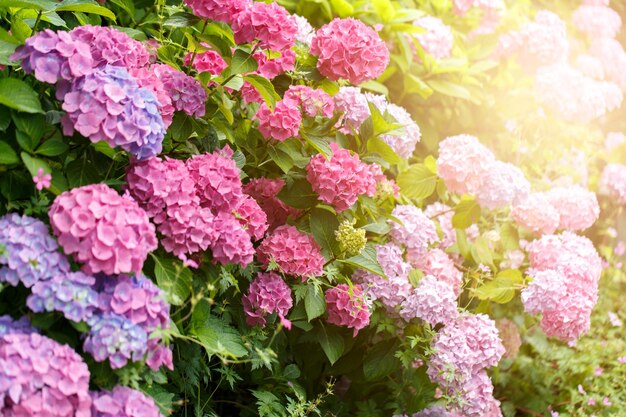 Bos van bloeiende roze hortensia