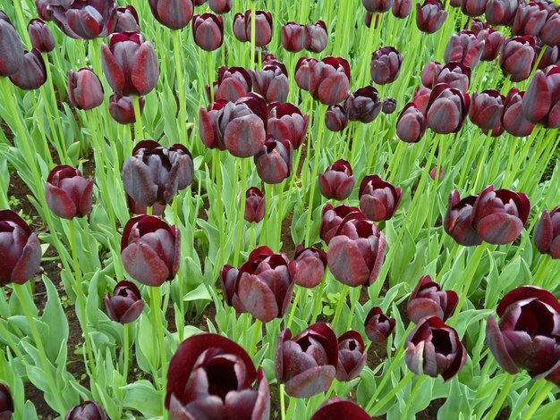 Bos van donkere paarse bloeiende tulp bloemen in het groene veld