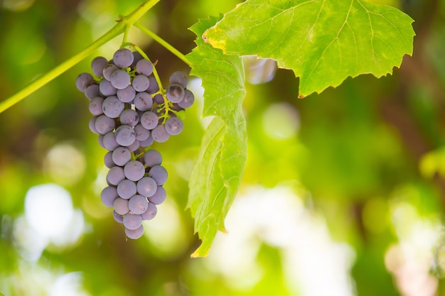 Bos van druiven op wijnstok bij zonlicht