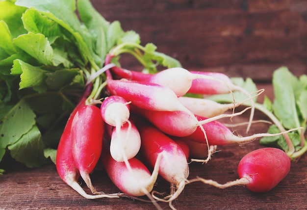 Bos van een rode tuinradijs met groene bladeren