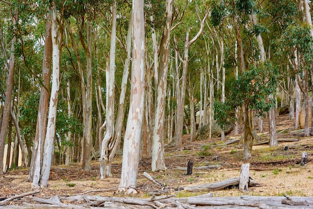 Bos van eucalyptus of berkenbomen die groeien in een weide in Zuid-Afrika Landschap van hoge witte bomen met schors peeling in gecultiveerd bos in de buurt van Hout Bay Kaapstad Lege mysterieuze natuurscène