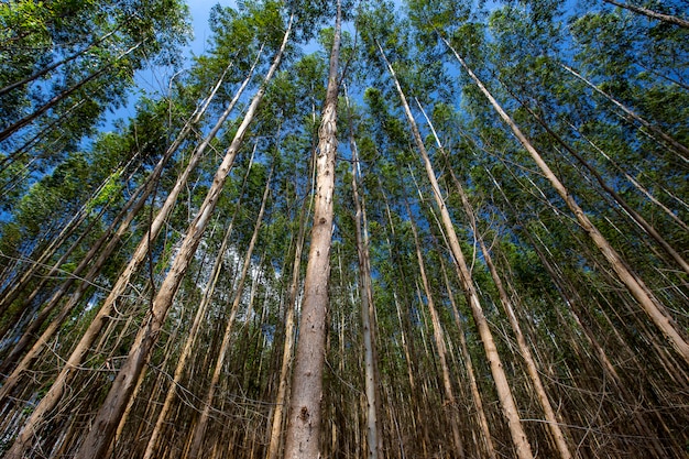 Bos van Eucalyptus van beneden naar boven gezien