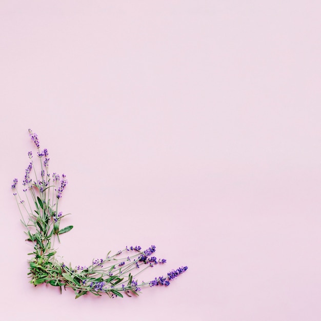Bos van gevoelige lavendelbloemen die kader op roze achtergrond vormen