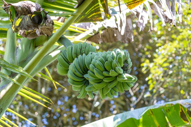 Bos van groene bananen op bananenpalm in de tropische tuin. eiland bali, indonesië