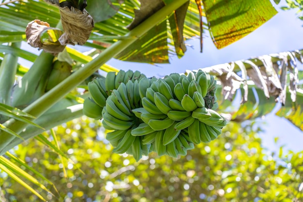 Bos van groene bananen op palm in het tropische tuineiland Bali Indonesia