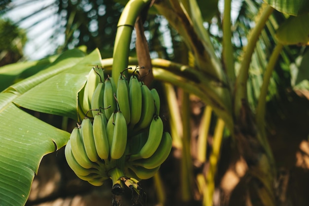 Bos van groene en gele bananen hangend aan palmboom in exotisch tropisch woud