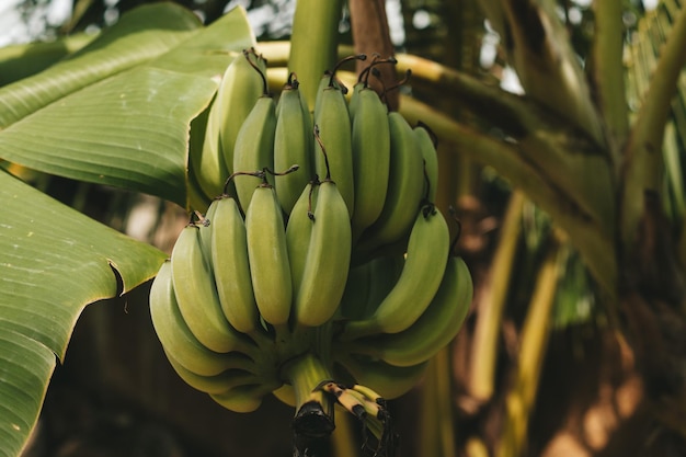 Bos van groene en gele bananen hangend aan palmboom in exotisch tropisch woud