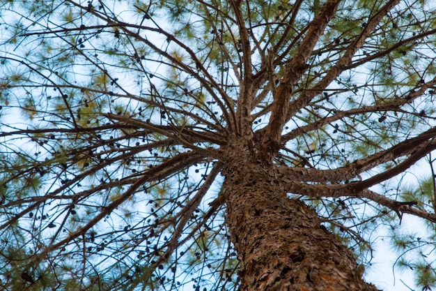 Bos van groene pijnbomen