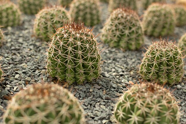 bos van groene stekelige cactus veld