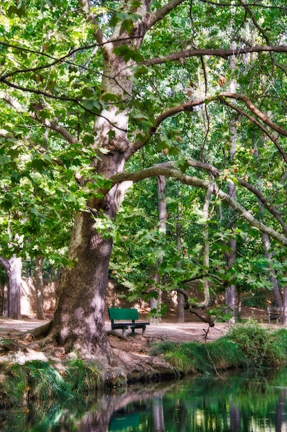 Bos van grote bomen in de herfst