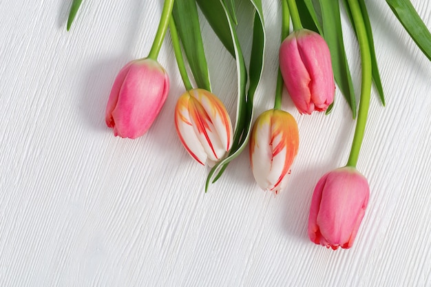 Bos van heldere roze en witte bloeiende tulpen gekleurde rode strepen.