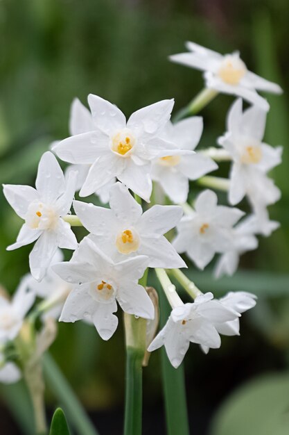 Bos van kwetsbare witte narcisbloemen in kas