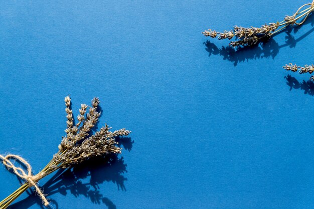 Bos van lavendel geïsoleerd op blauwe muur. Theesupplement, kruidenthee. Engelse lavendeloogst in augustus. Zelfgemaakte oogst en parfumering van Engelse lavendel, bloemenzaden. Kopieer ruimte