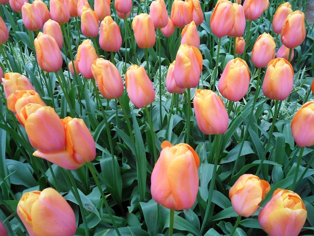 Bos van levendige roze en gele tweekleurige tulp bloemen bloeien in het veld