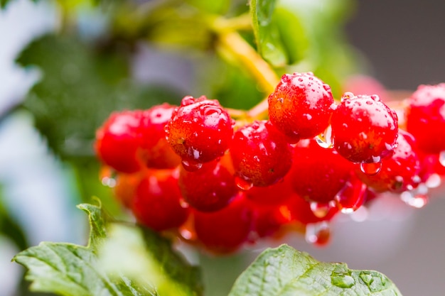 Bos van rode bessen van Viburnum (Gelderse roos) in de tuin na regen.