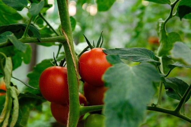 Bos van rode tomaten op een struik