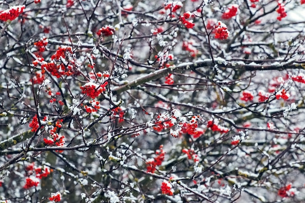 Bos van rode viburnum in de winter op een boom