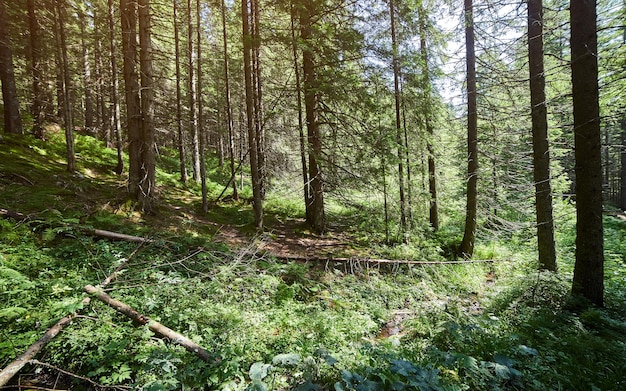 Bos van sparren verlicht door zonnestralen door mist een tapijt van mos en stenen die de bosbodem bedekken Natuurlijke relictspar Picea abies bos in de Karpaten