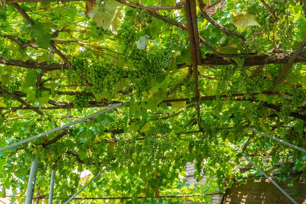 Bos van verse groene druiven aan de wijnstok met groene bladeren in de wijngaard. Fruit