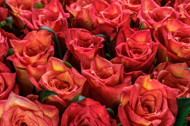 Bos van verse oranje rode rozen bloemenachtergrond