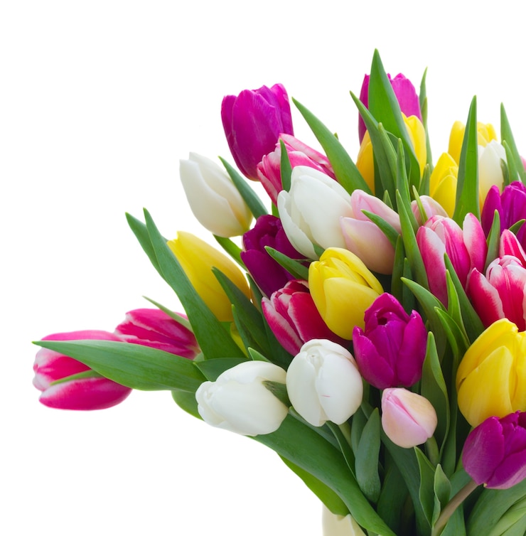 Foto bos van verse paarse, roze, gele en witte tulp bloemen close-up