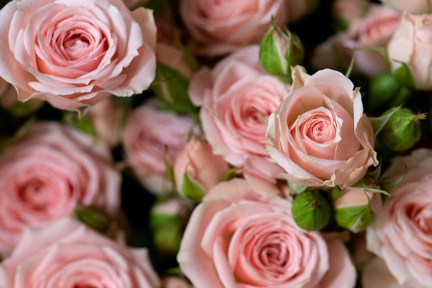 Bos van verse roze rozen bloemenachtergrond