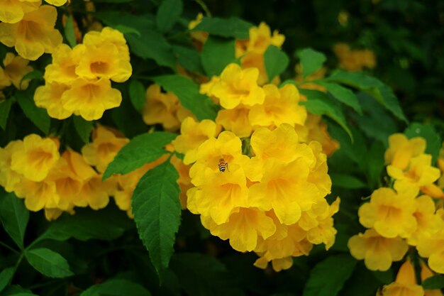 Bos van volle bloei gele klokbloem met een kleine bij die nectar verzamelt