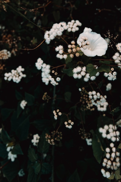 Bos van witte bloemen bovenaanzicht