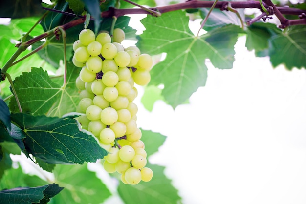 Bos van witte druiven op witte achtergrond