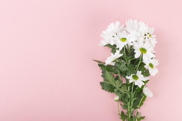 Bos van zachte witte bloemen