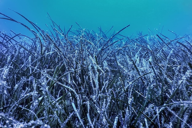 Bos van Zeewier Zeewier Onderwater Onderwater Scène