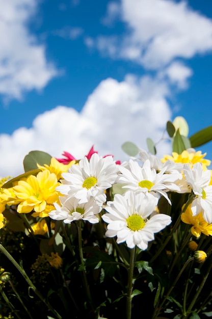 bos, veld van bloemen in het voorjaar met bewolkte hemelachtergrond