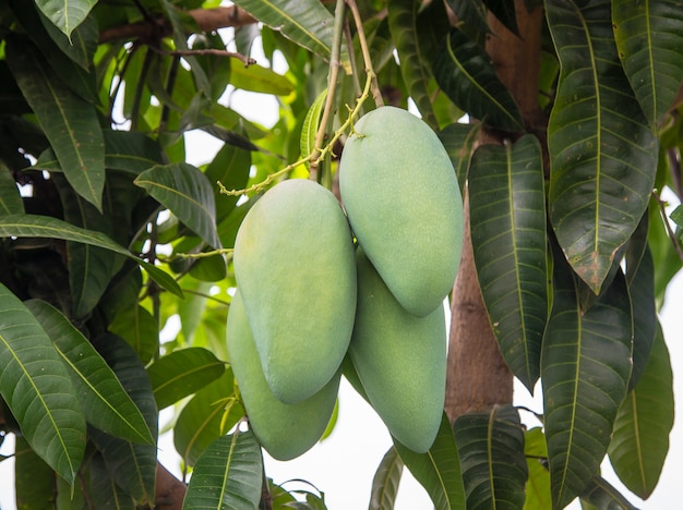 bos verse groene mango op boom