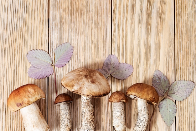 Bos verse paddestoelen van de close-up, rood-afgedekte scabersteel, berk bolete. Grote en kleine bruine boletus. Gezonde vegetarische maaltijd. Biologisch voedsel. Bovenaanzicht