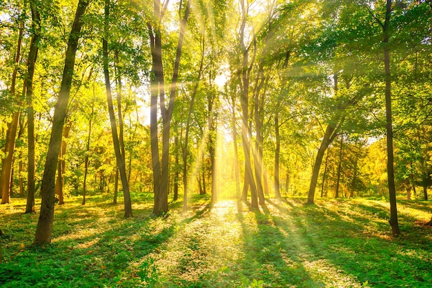 Bos zonsondergang herfst bomen