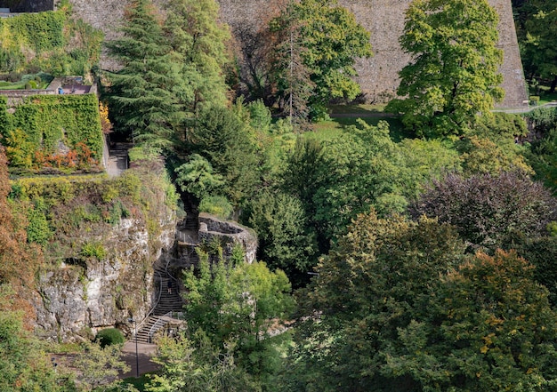 Bosachtergrond van geen bomen