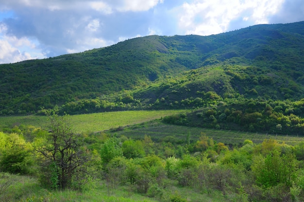 Bosbergruggen, landschappenreeks, de Krim, de Oekraïne.