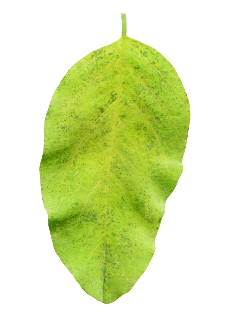 Foto bosbes groen verlof geïsoleerde witte achtergrond